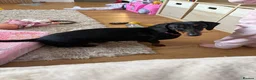 Dachshund dogs for sale: Dotty is pregnant!  - Advert 7