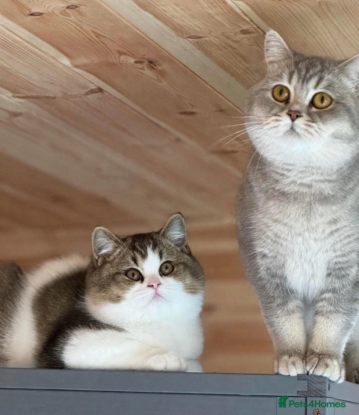British Shorthair cats Last Tica reg Tabby kitten ( reduced ) ready now ! - Advert 6