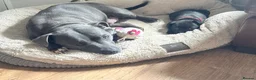 Staffordshire Bull Terrier dogs for sale: Super cute staffy puppies 🐶 2 left!  in Pontypool - Advert 18