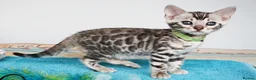 Bengal cats for sale: Superb Quality Bengal Kittens - Advert 7