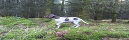 German Shorthaired Pointer dogs for stud: Stunning Proven German shorthaired pointer  in Shrewsbury - Advert 20
