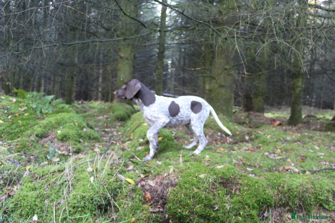 German Shorthaired Pointer dogs for stud: Stunning Proven German shorthaired pointer  in Shrewsbury - Advert 20