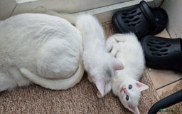 Mixed Breed cats for sale: White kittens. Ready Now. £150 each - Image 6