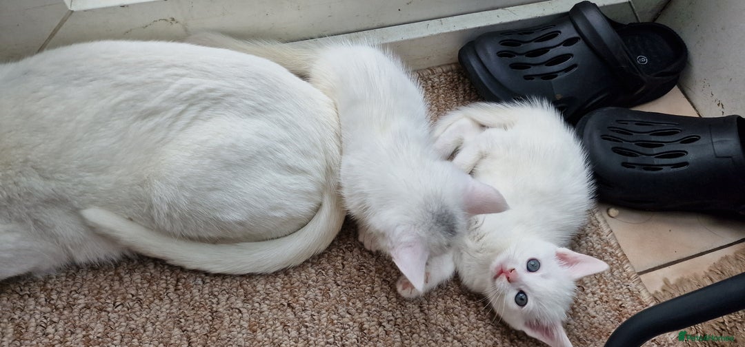 Mixed Breed cats for sale: White kittens. Ready Now. £150 each - Image 6
