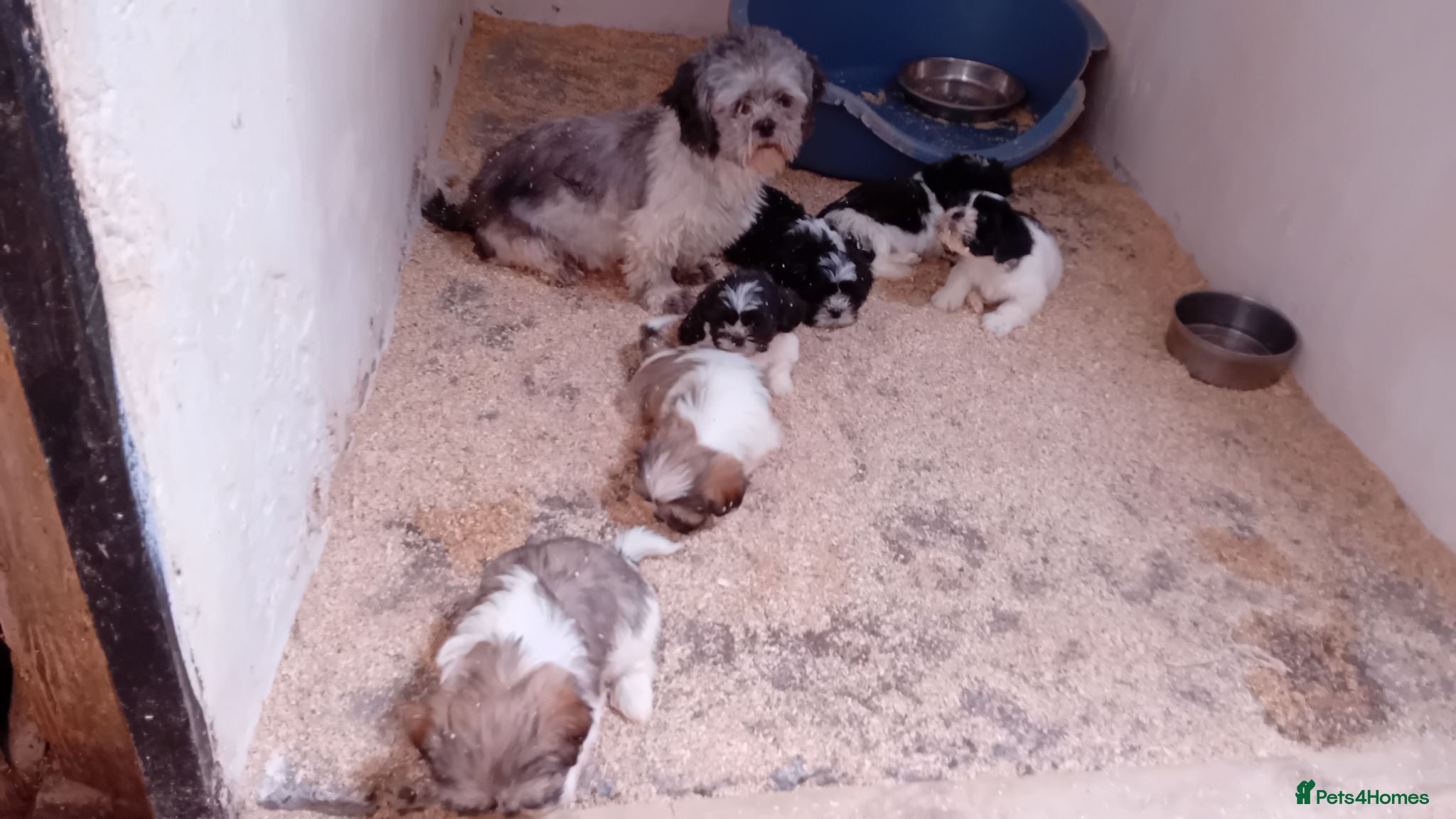 Mixed Breed dogs Lhasa X shihtzu pups  - Advert 1