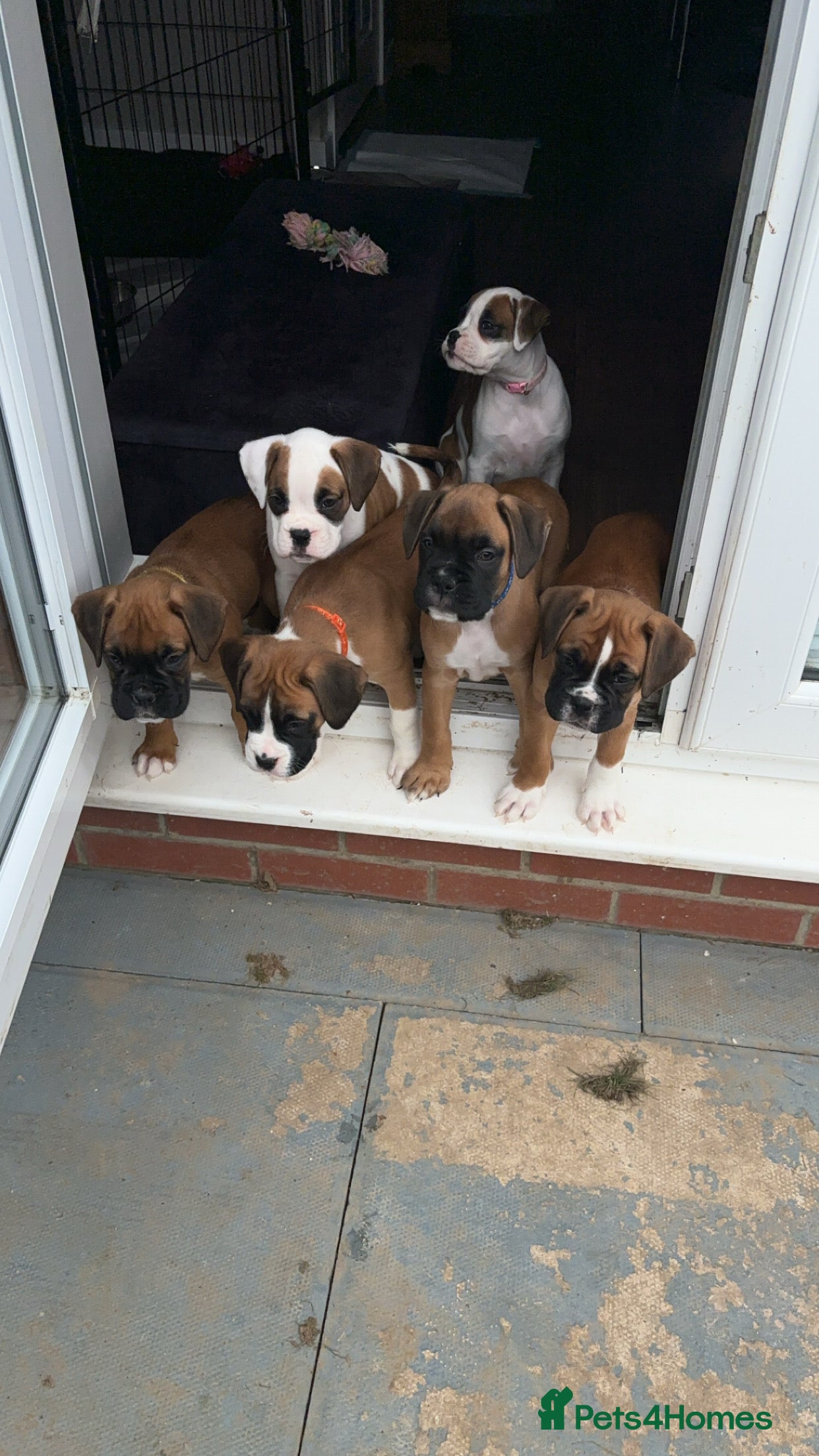 Boxer dogs champion bloodline ready to go now 🐾  - Advert 3