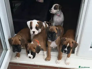 Boxer dogs champion bloodline ready to go now 🐾 - Advert 3
