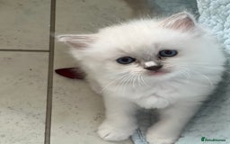 Ragdoll cats for sale: Blue mitted and bicolour ragdolls - Image 1