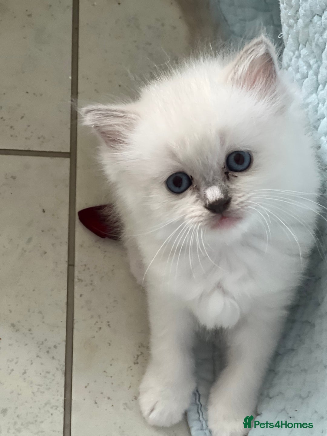 Ragdoll cats for sale: Blue mitted and bicolour ragdolls - Image 1