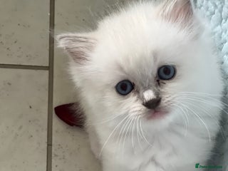 Ragdoll cats - Advert 8