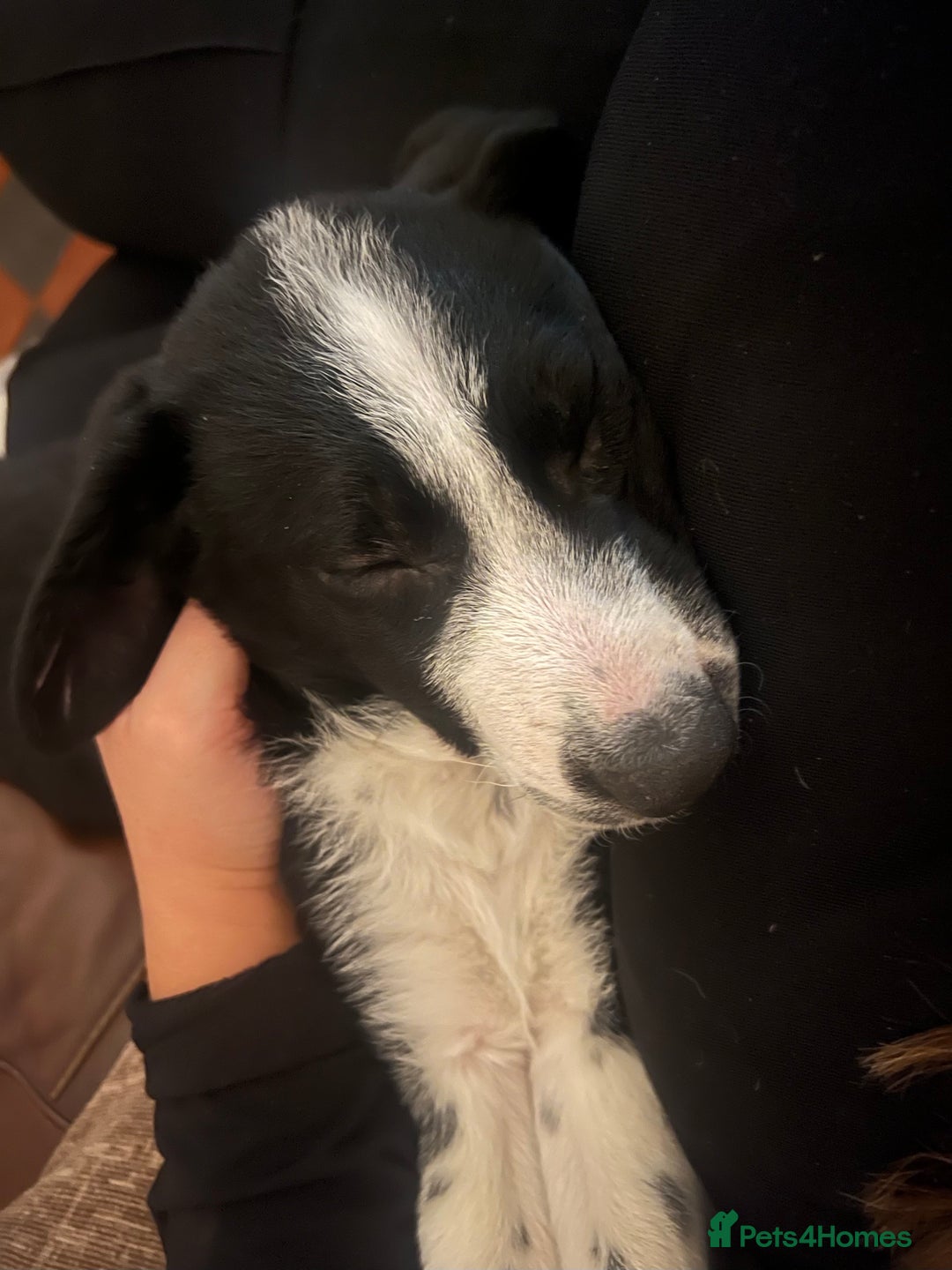 Border Collie dogs for sale: Male Collie *massively reduced price* - Advert 5