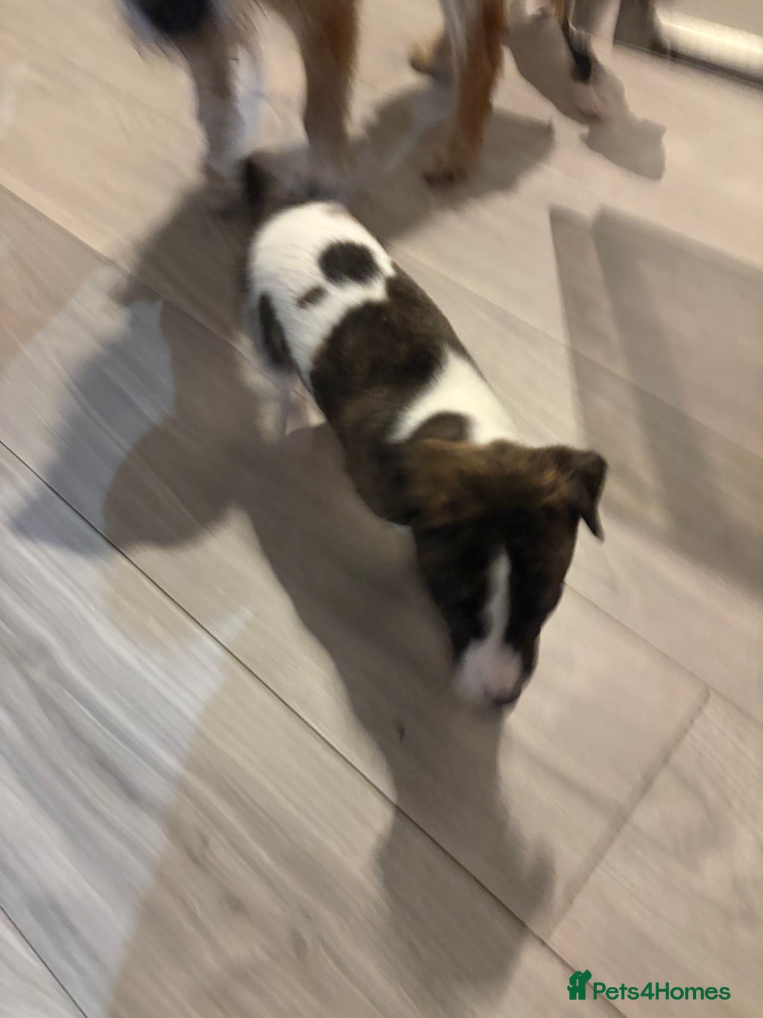 Whippet dogs for sale: Male Brindle and White party Whippet  - Advert 5