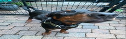 Dobermann dogs for sale: KC REGISTERED DOBERMAN ( 11 months old : Intact) - Advert 7
