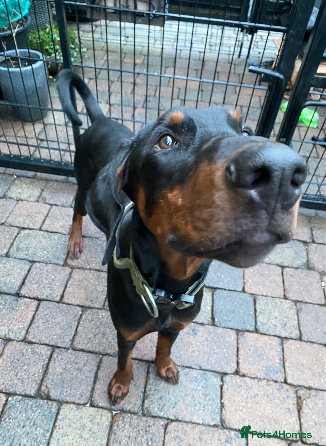 Dobermann dogs for sale: KC REGISTERED DOBERMAN ( 11 months old : Intact) - Advert 7