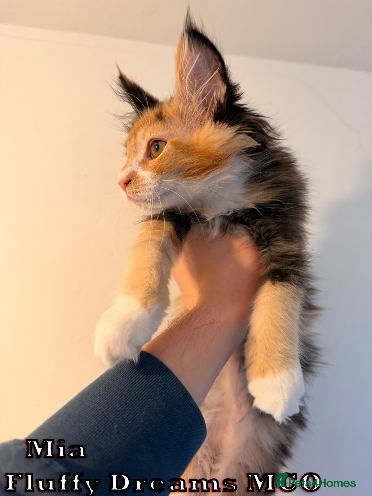 Maine Coon cats 1 Girl 1 Boy Active / Non Active N/N Tested TICA - Advert 2