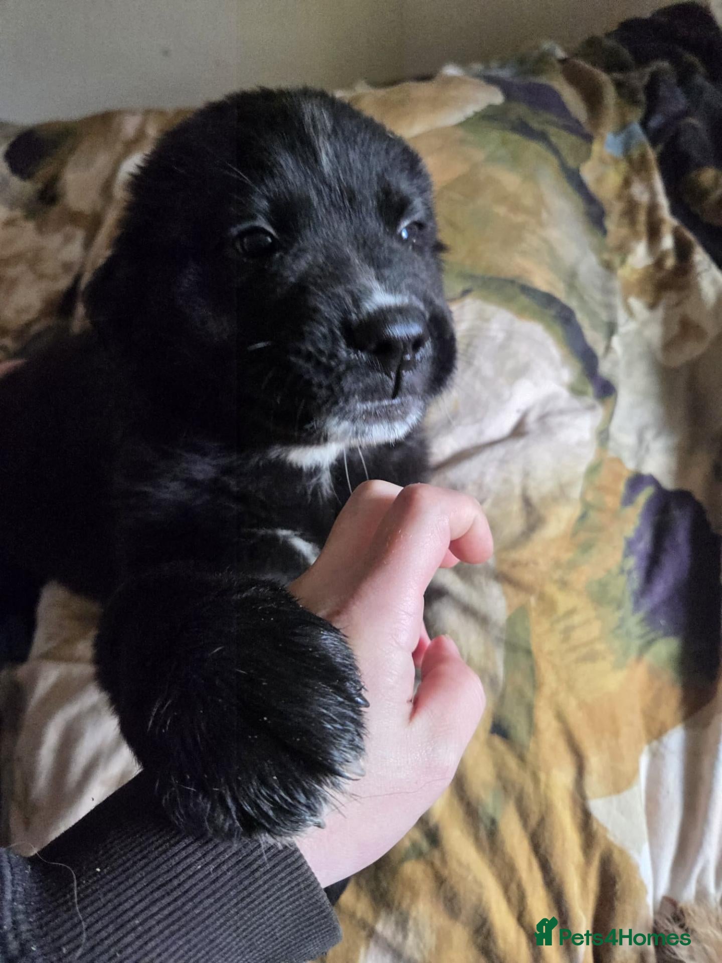 Mixed Breed dogs Saint Bernard/ Newfoundland mix pups - Advert 3