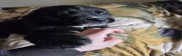 Mixed Breed dogs for sale: Saint Bernard/ Newfoundland mix pups in Isle of Lewis - Advert 1