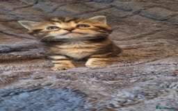 Maine Coon cats for sale: Maincoon cross playful kitten's  - Image 4
