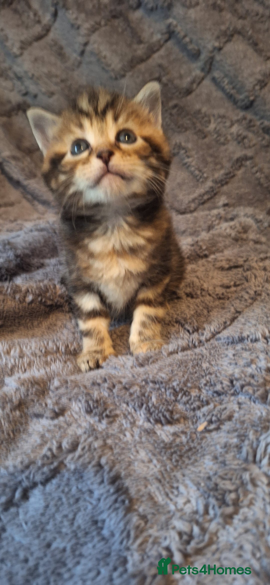 Maine Coon cats for sale: Maincoon cross playful kitten's  - Image 4