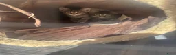 Domestic Shorthair cats for sale: Beautiful Tabby Kittens Looking for Forever Homes - Advert 5