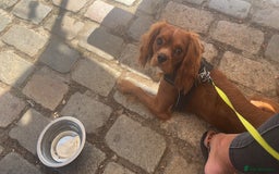 Cavalier King Charles Spaniel dogs for sale: Cavalier King Charles spaniel  - Image 2