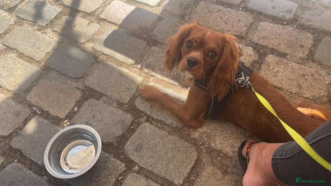 Cavalier King Charles Spaniel dogs for sale: Cavalier King Charles spaniel  - Image 2