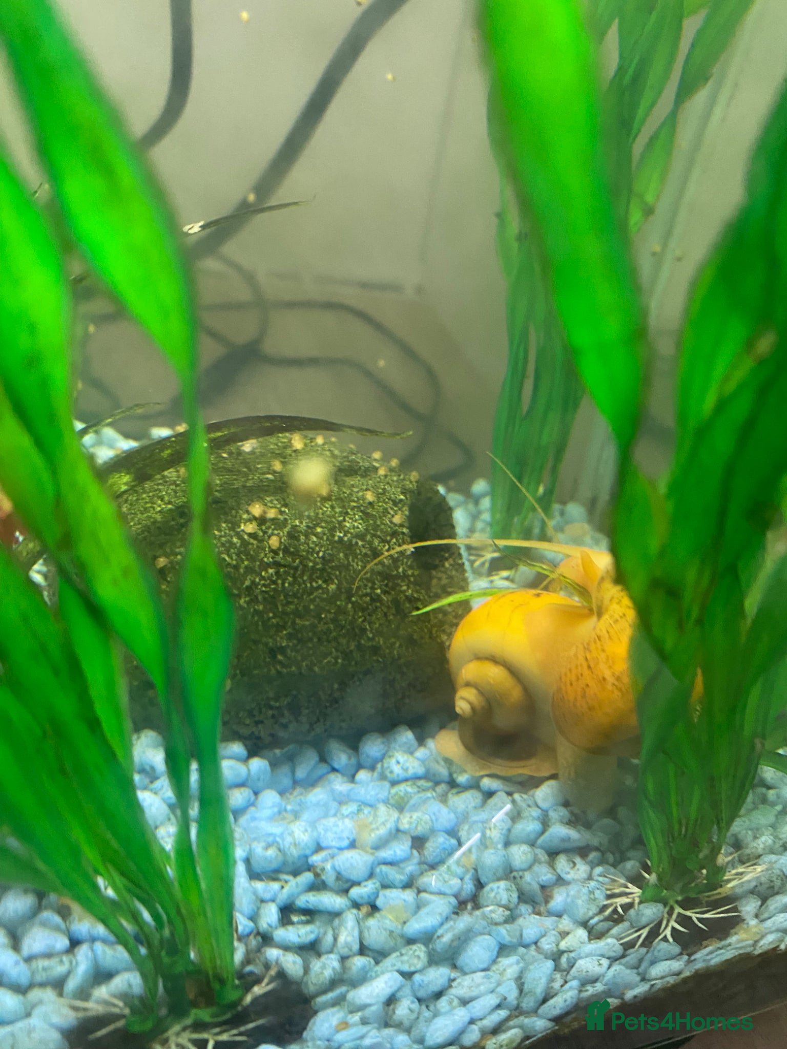 Snails fish Golden apple snails - Advert 5