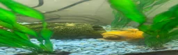 Snails fish for sale: Golden apple snails - Advert 1