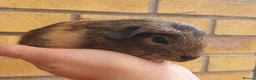Guinea Pig rodents for sale: Beautiful guinea pigs - Advert 1