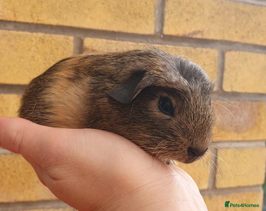 Guinea Pig rodents for sale: Beautiful guinea pigs - Advert 1