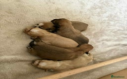 Shih Tzu dogs for sale: 5 beautiful Shih Tzu puppies  - Image 1
