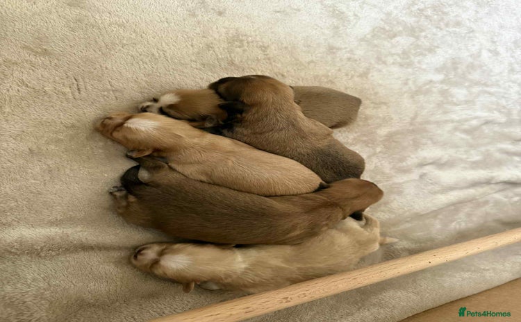 Shih Tzu dogs - Advert 14