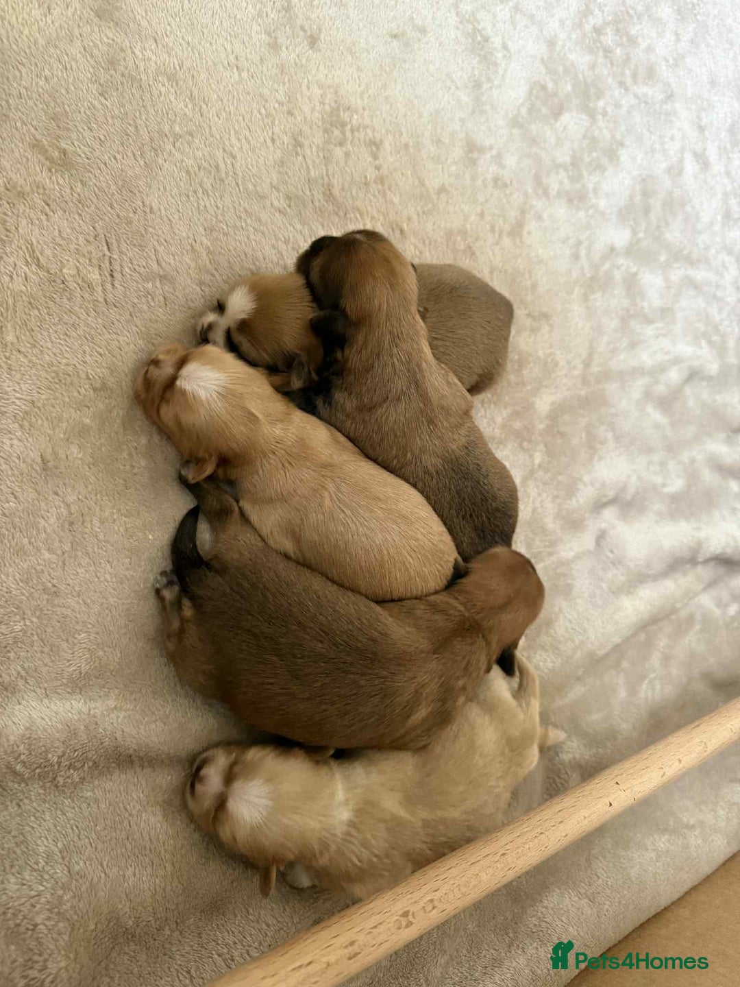 Shih Tzu dogs for sale: 5 beautiful Shih Tzu puppies  - Image 1