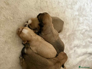 Shih Tzu dogs - Advert 2
