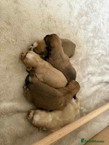 Shih Tzu dogs - Advert 14