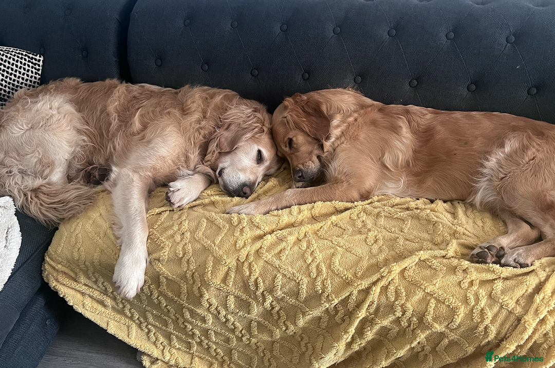 Golden Retriever dogs for sale: Golden Retriever Puppies! 💛🐶 - Image 4