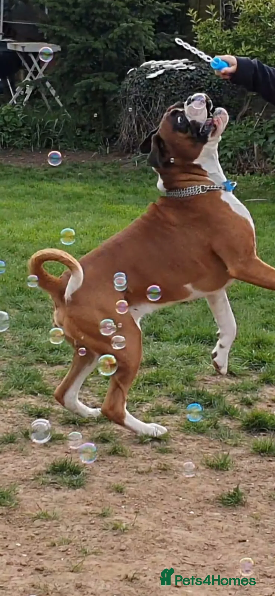 Boxer dogs for stud: King Mikey  in Rickmansworth - Advert 4