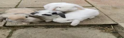 Mini Lop rabbits for sale: Beautiful baby mini lops  - Advert 5