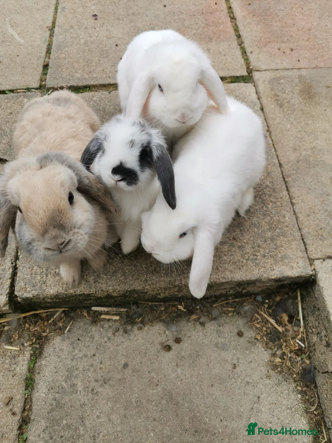 Mini Lop rabbits for sale: Beautiful baby mini lops  - Advert 5