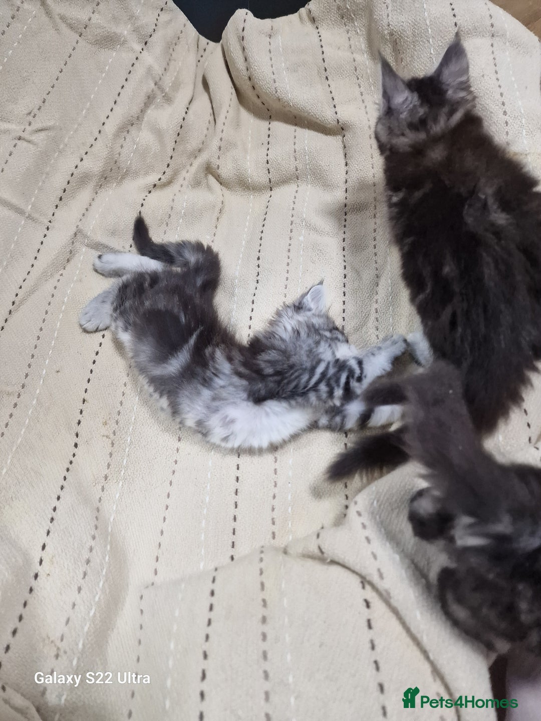Maine Coon cats for sale: Pure Makne coon - Advert 33