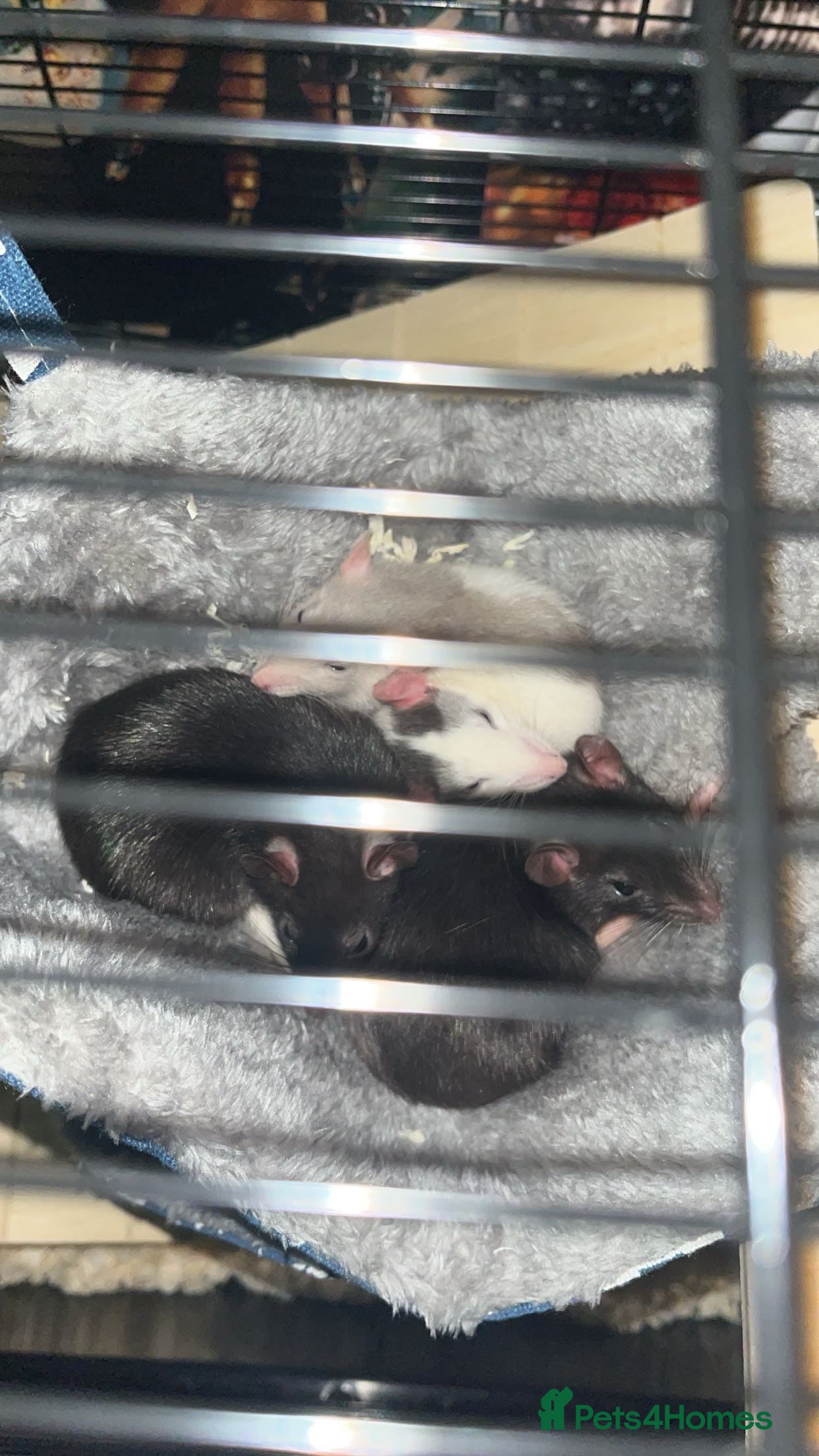 Rat rodents 4 female pet rats - Advert 1