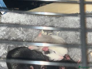 Rat rodents 4 female pet rats - Advert 1