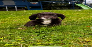 Cocker Spaniel dogs - Advert 8