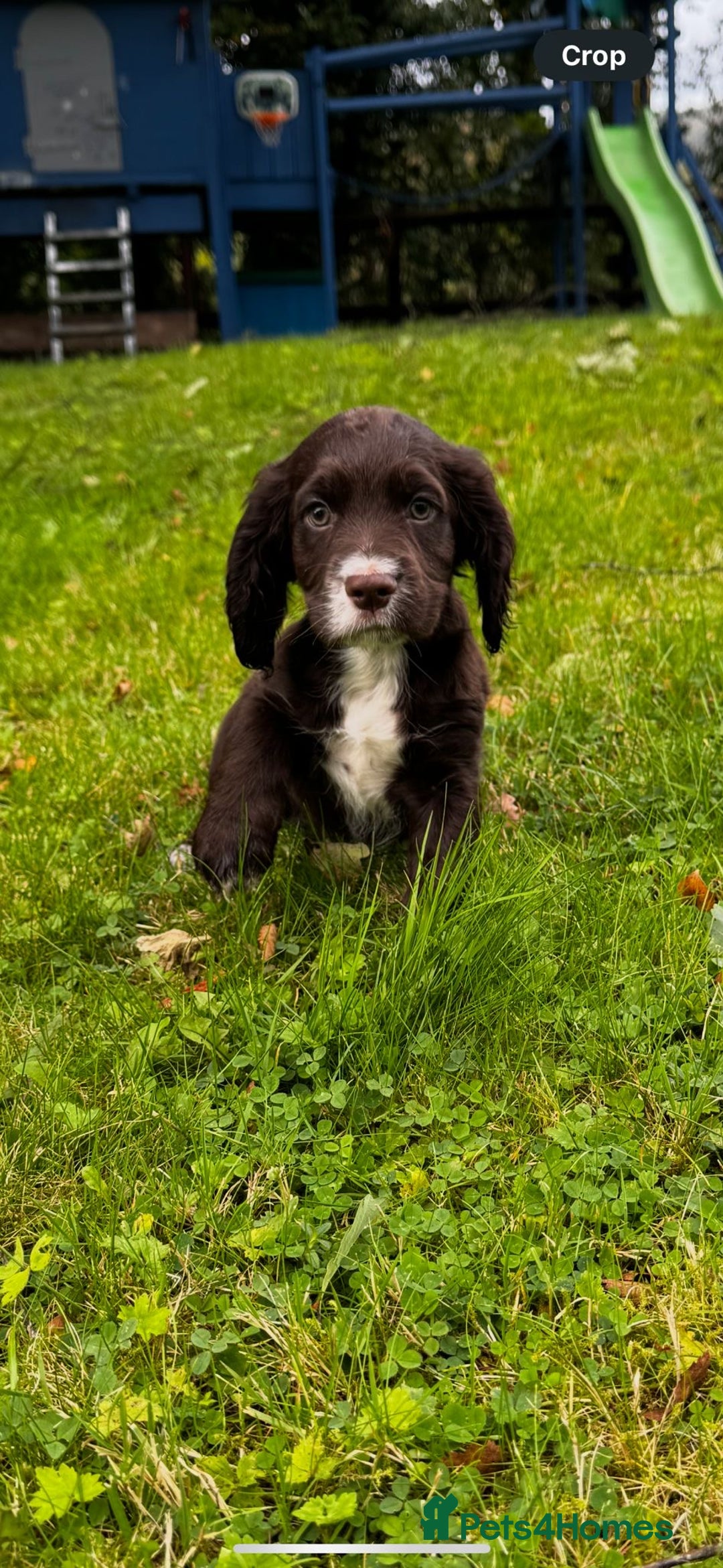 Cocker Spaniel dogs for sale: 2 beautiful Working cocker spaniel pups for sale - Image 3