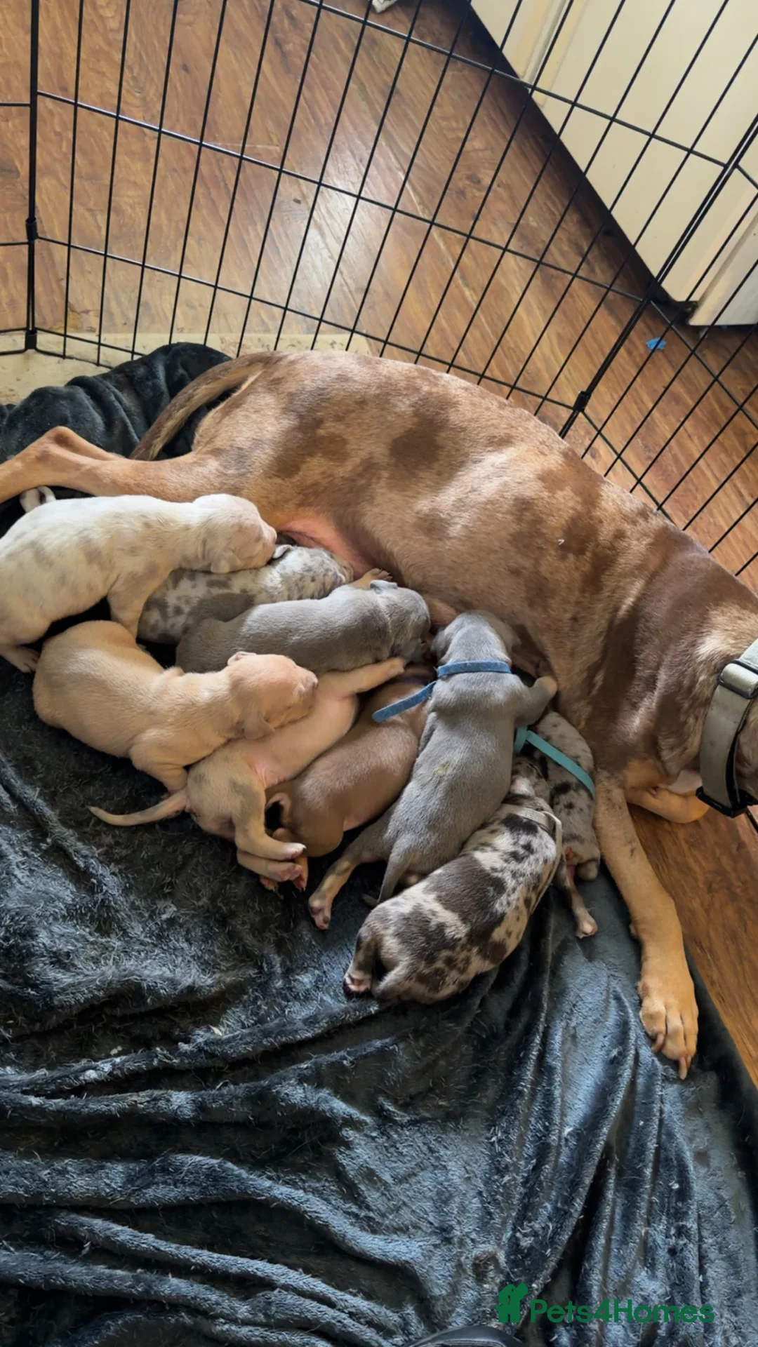 American Bully dogs for sale: Standard American bully pups - Advert 1