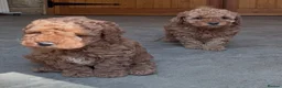 Miniature Poodle dogs for sale: 2 beautiful miniature poodle puppies  - Advert 10