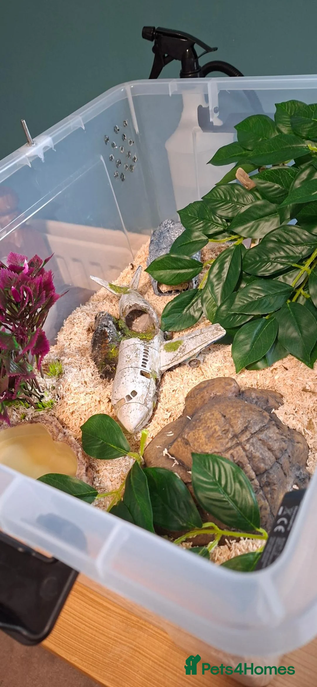 Corn Snake reptiles for sale: Beautiful female anery cornsnake in Oxted - Advert 2