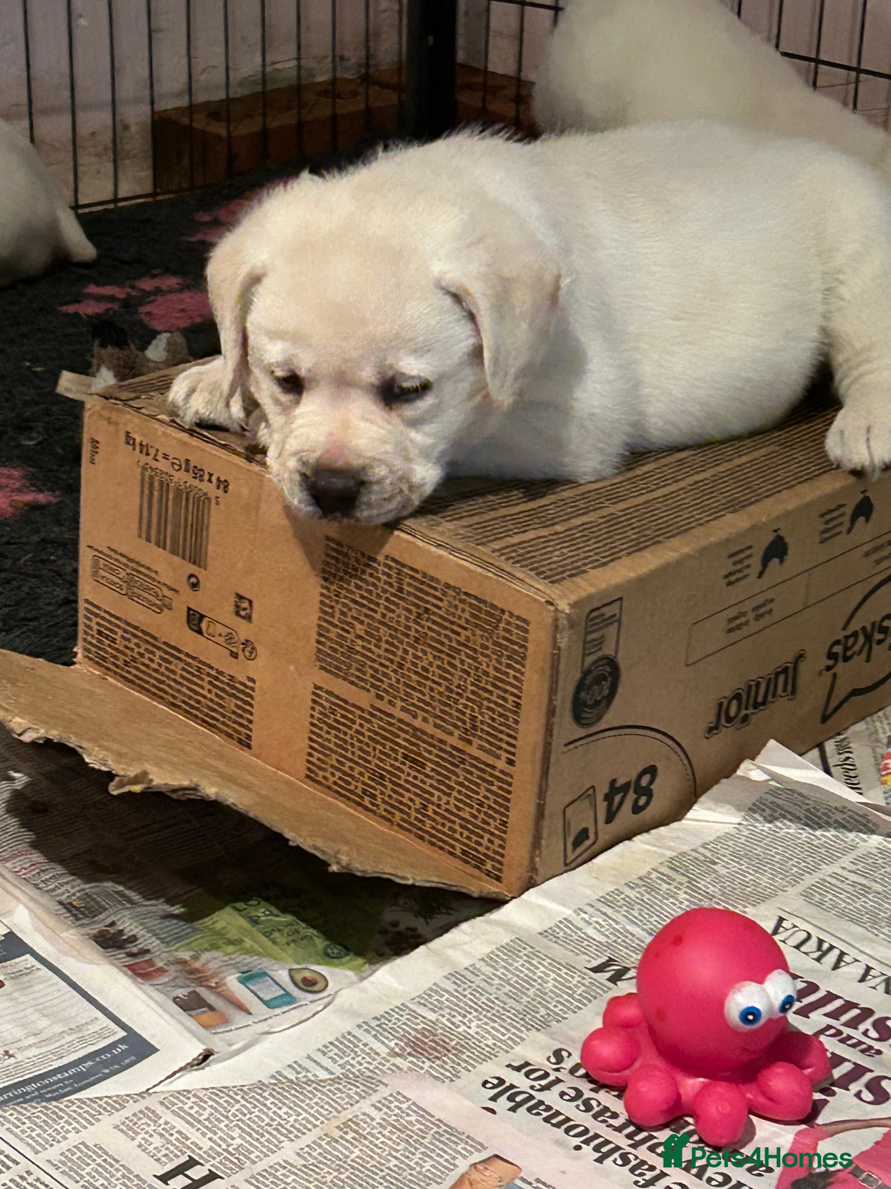 Labrador Retriever dogs Beautiful show labradors for sale  - Advert 10