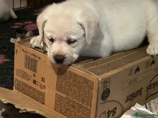 Labrador Retriever dogs Beautiful show labradors for sale - Advert 16