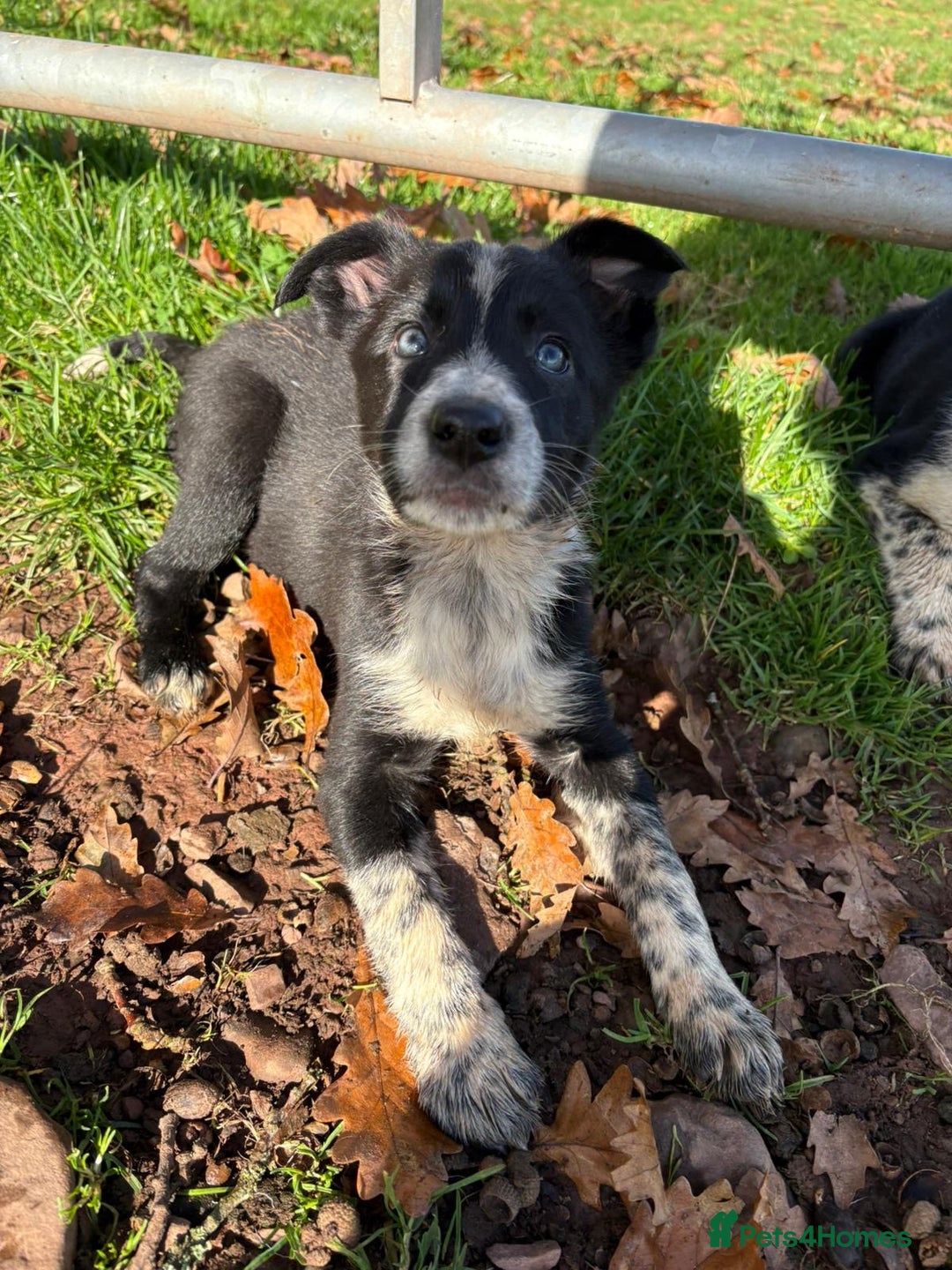 Border Collie dogs for sale: Beautiful Border Collie Pups - Image 8